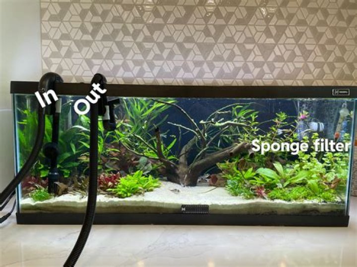 How often should I rinse my aquarium filter?