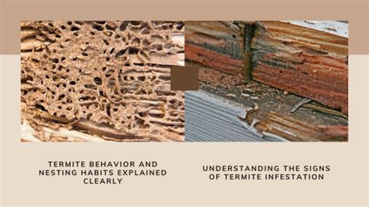 How serious is termite infestation?