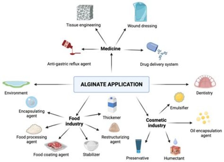 How should alginate be stored?