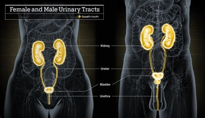 Is a bladder infection serious in elderly?