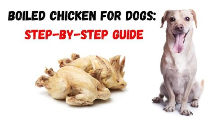 Is boiled chicken good for dogs?