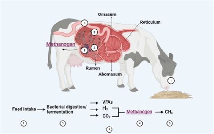 Is cow dung good for teeth?