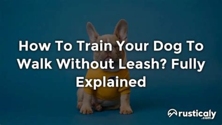 Is it OK to let your dog walk in front of you?