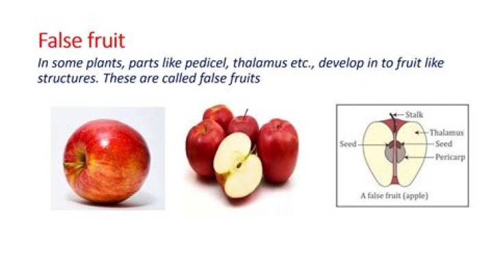 Is Rice a false fruit?