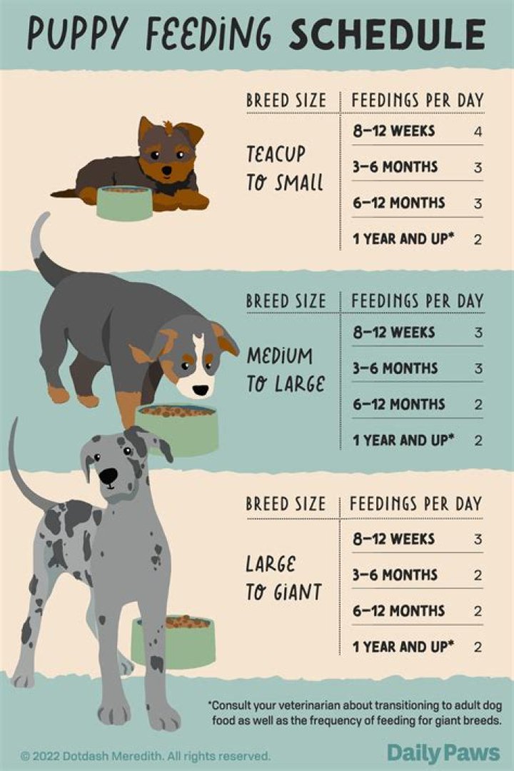Should you hold your puppy a lot?