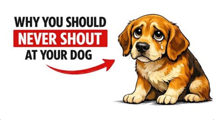 Should you shout no at your dog?