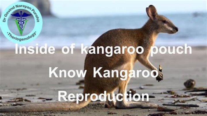 What's inside kangaroo pouch?