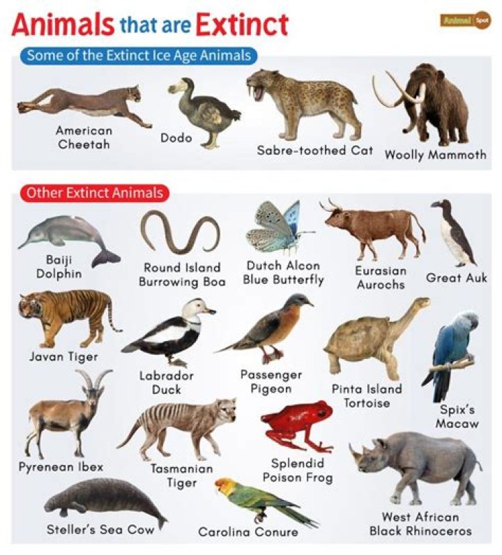What animal is Date Tech?