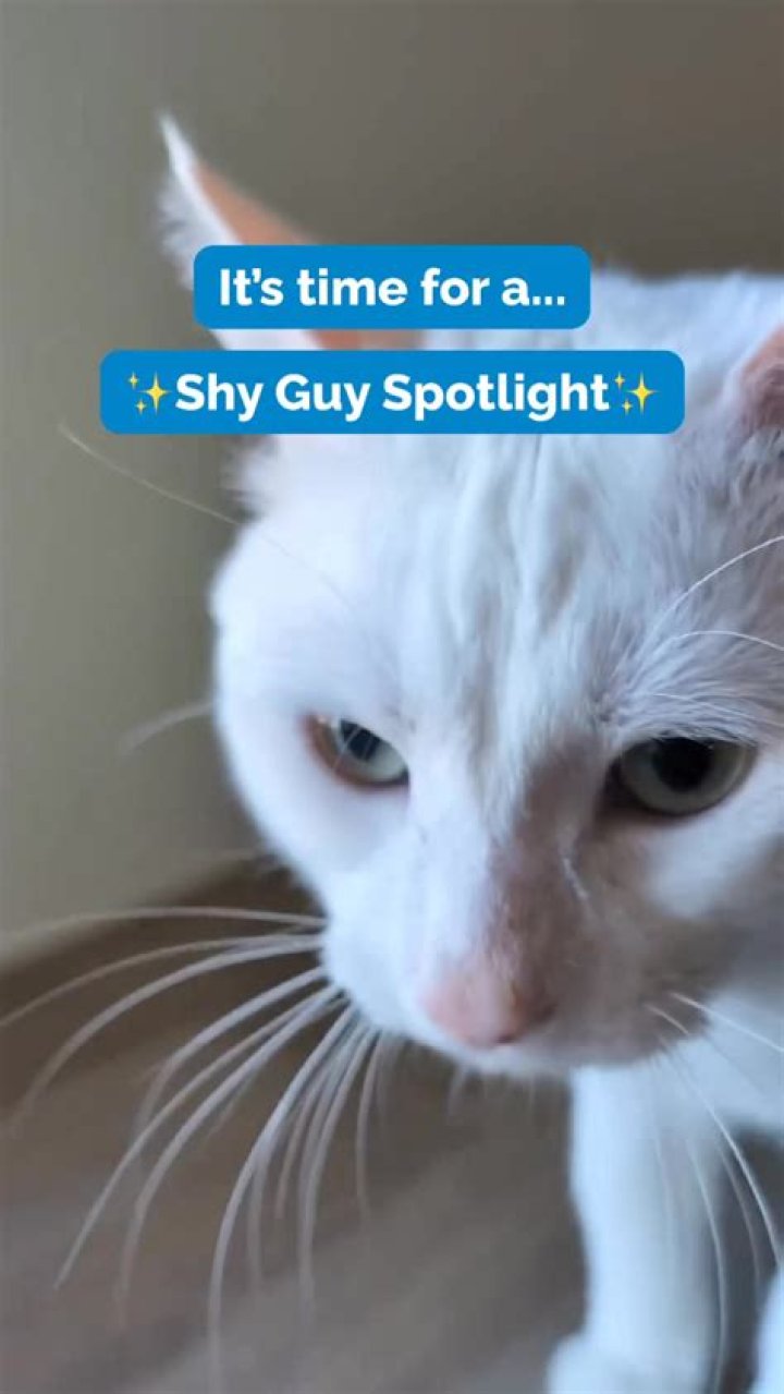 What are shy guys like?