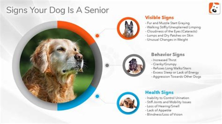What are signs of old age in dogs?