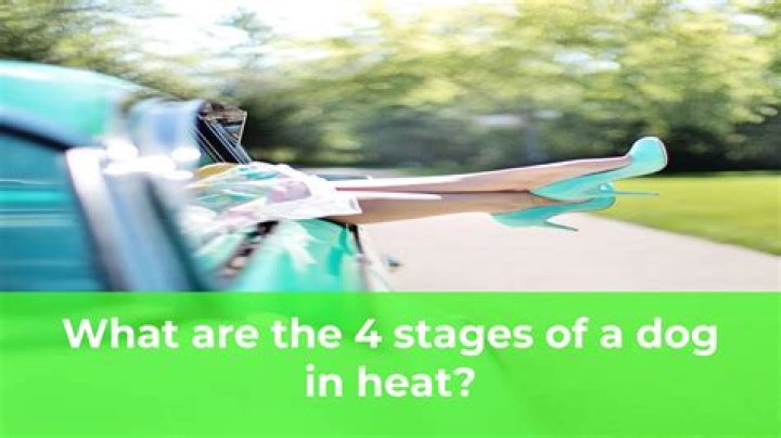 What are the 4 stages of a dog in heat?