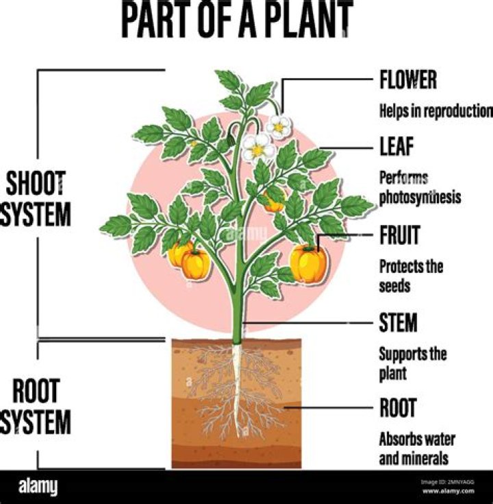 What are the 5 parts of an introduction?