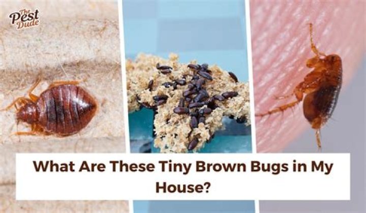 What are these little black and brown bugs in my house?