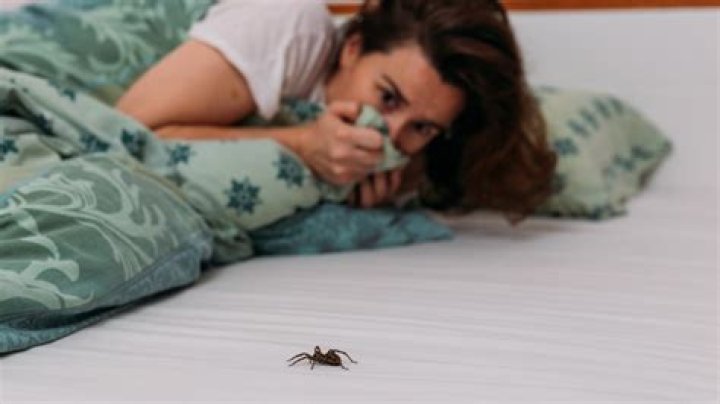 What attracts spiders to your bed?