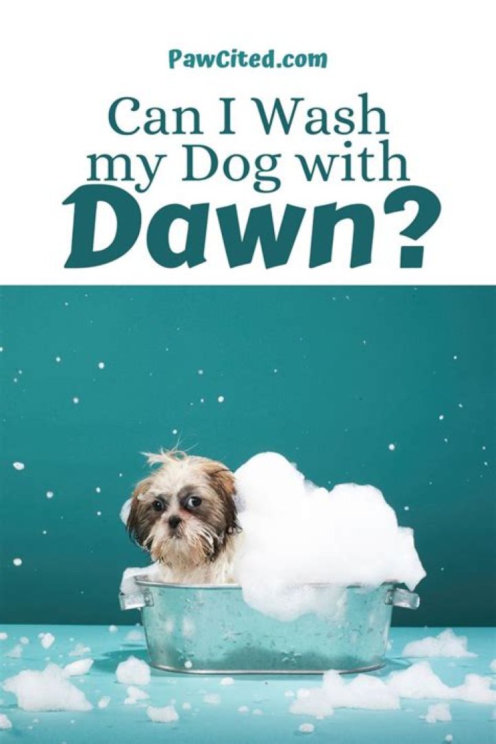 What can I wash my dog with if I don't have dog shampoo?