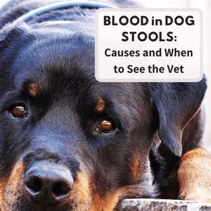 What causes a dog to be loyal?