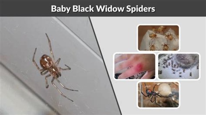 What color are baby black widows?