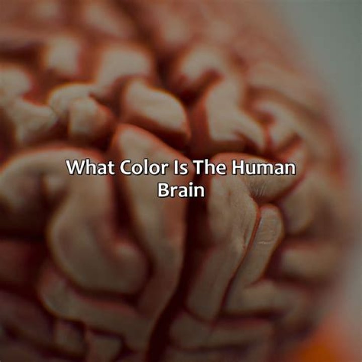 What color is the brain?