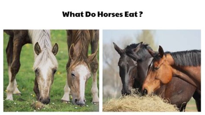 What do horses do not like?