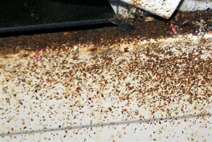 What do roach poop look like?