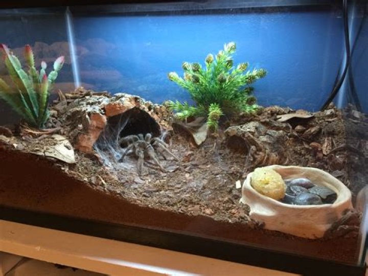 What do tarantulas need in their cage?