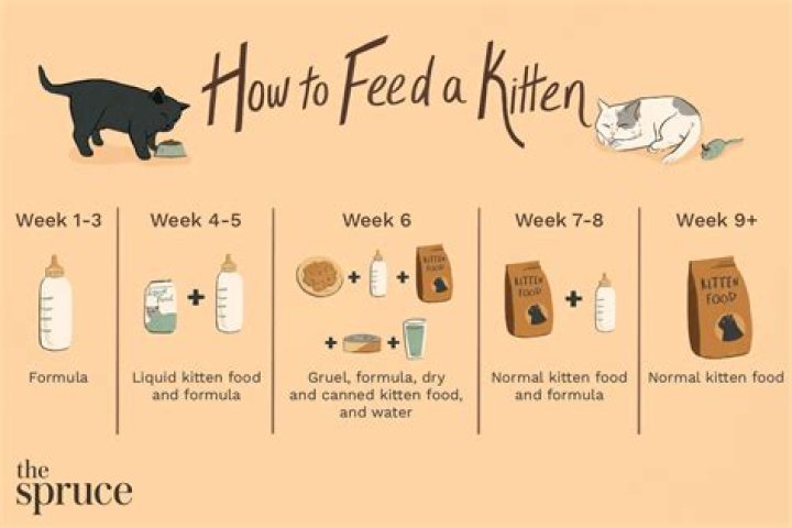 What do you feed a 2 week old mouse?