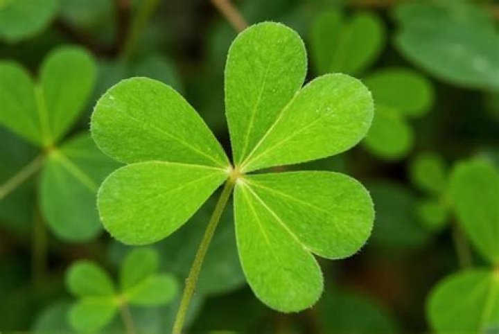 What does a 6 leaf clover mean?