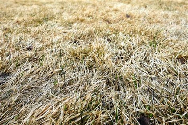 What does flame grass look like in winter?