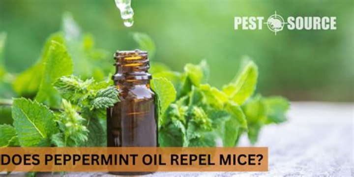 What does peppermint oil do to mice?