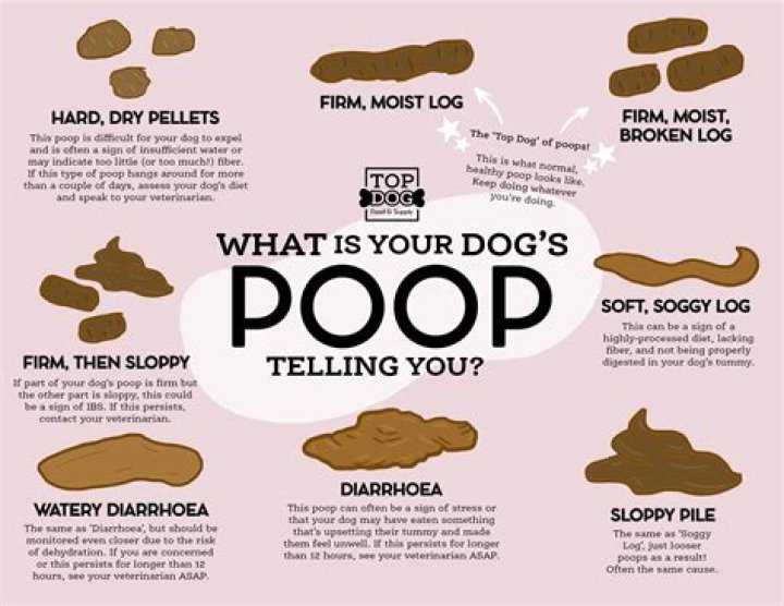 WHAT DOES Petco use to make dogs smell good?