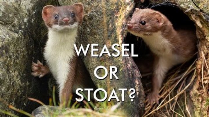 What does stoat mean in Scottish?