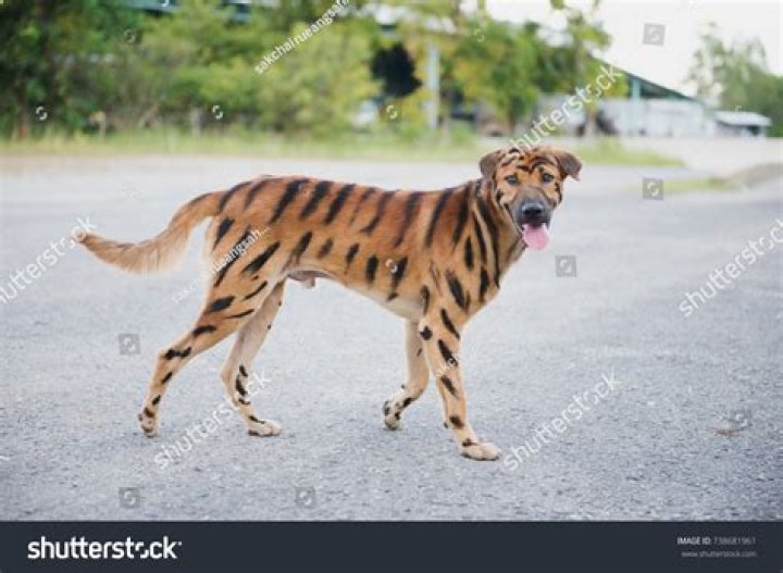 What dog breed has tiger stripes?