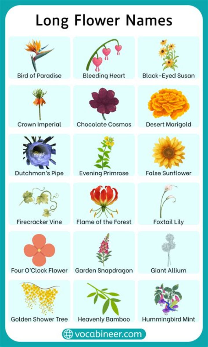 What flower has the longest name?