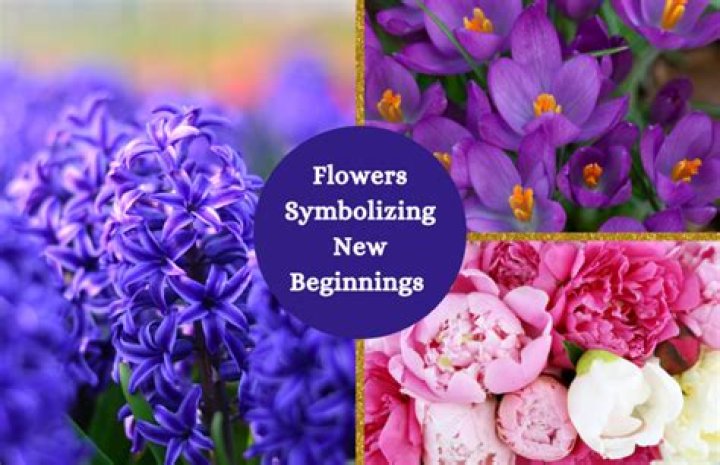 What flower means new beginnings?