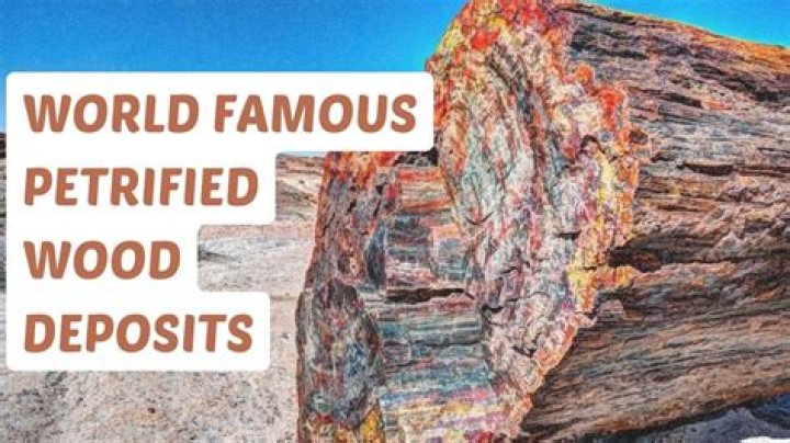 What gems are found in petrified wood?