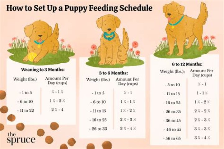 What happens if you don't take your dog out to pee?