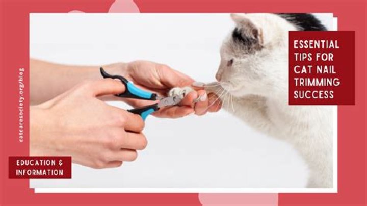 What happens if you don't trim your cats nails?