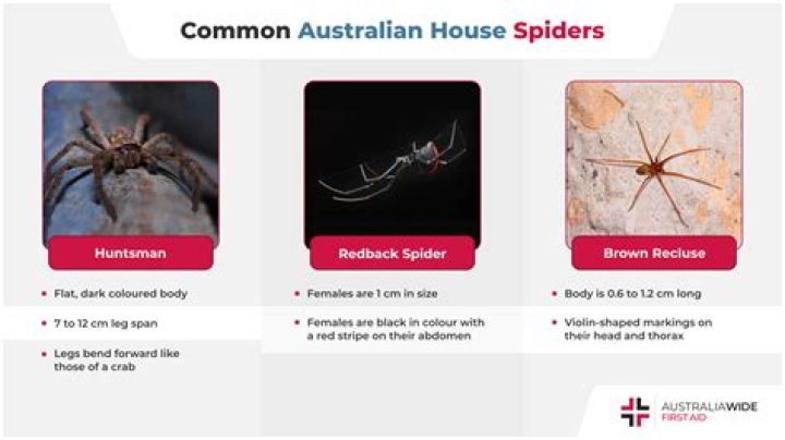 What hours are spiders most active?