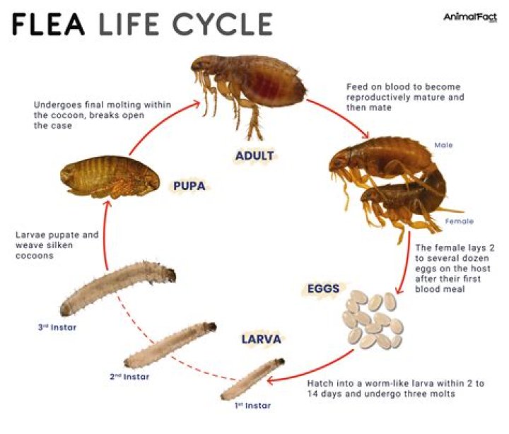 What is a fleas lifespan?