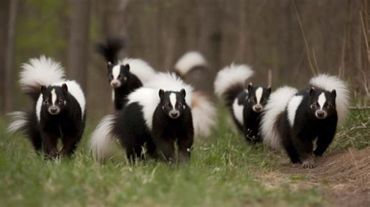 What is a group of skunks?