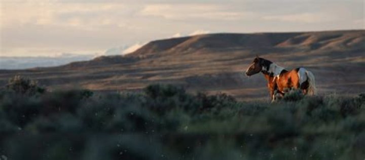 What is a horse breeze?