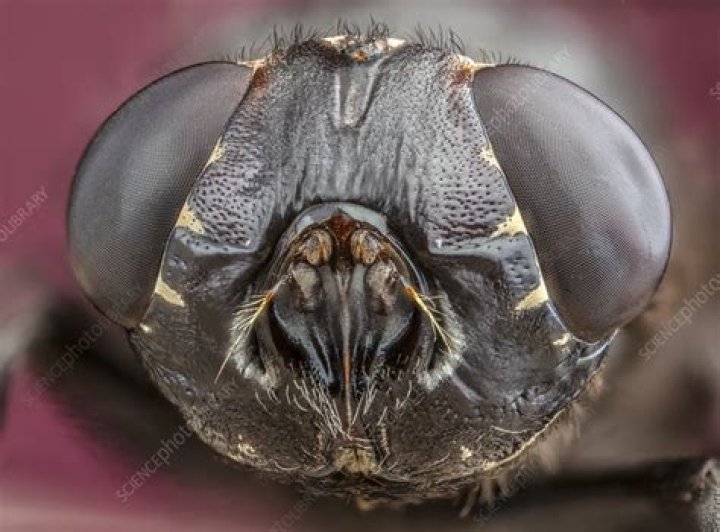What is botfly in eyes?