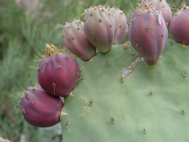 What is cactus fruit called?