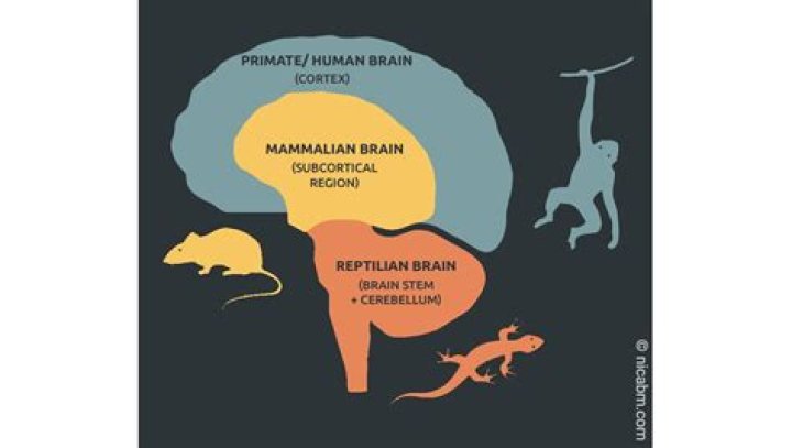 What is meant by lizard brain?