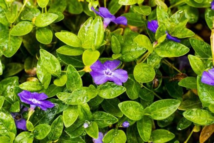 What is myrtle ground cover?