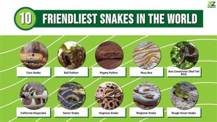 What is the friendliest snake?
