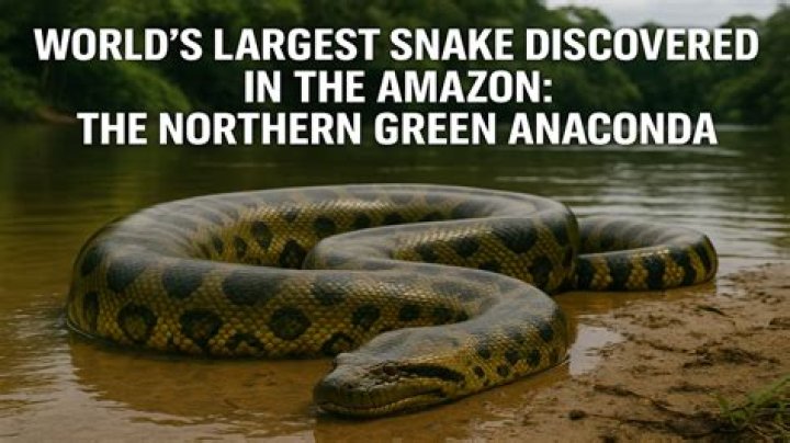 What is the largest anaconda ever found?