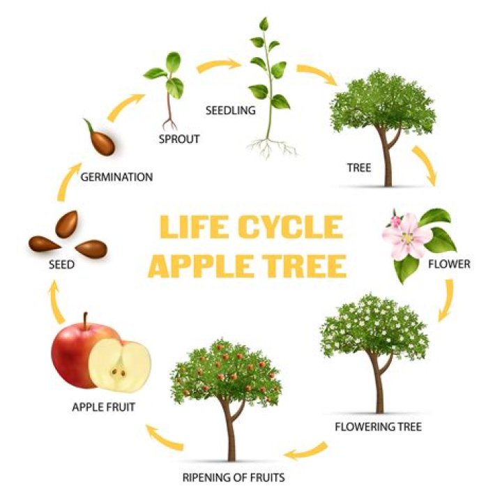 What is the life of Iphone?
