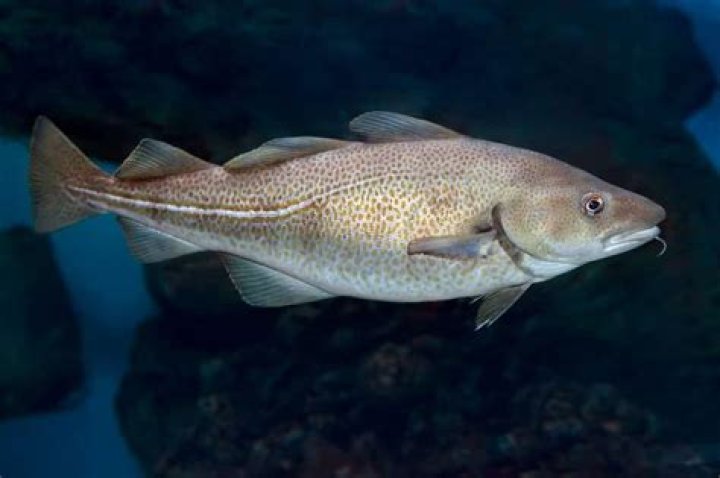 What is the state fish of Massachusetts?