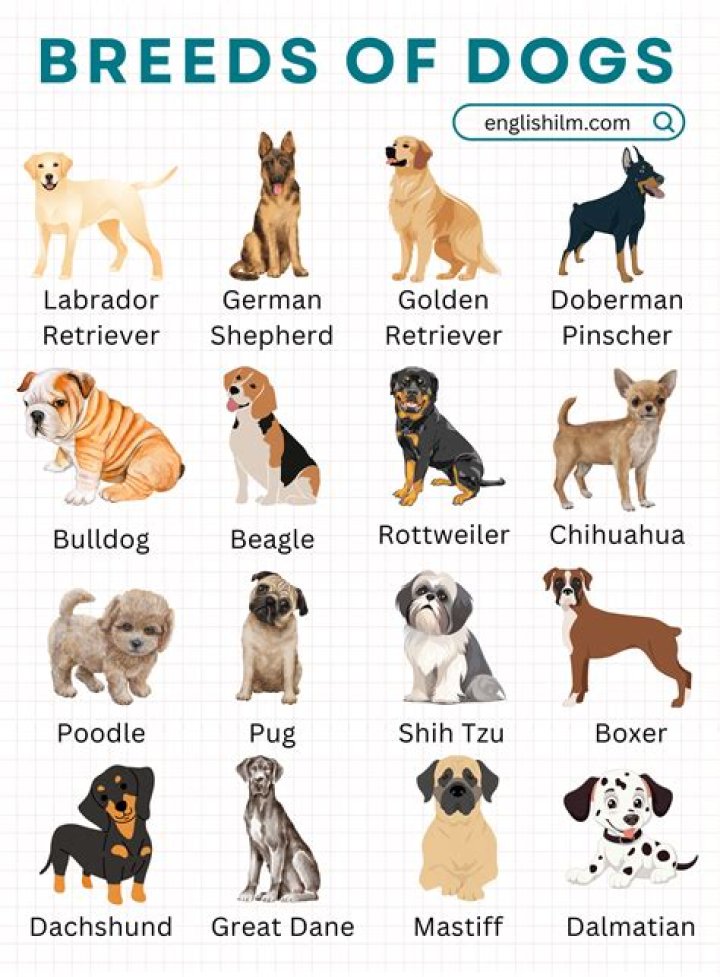 What kind of dog is Bakugou?